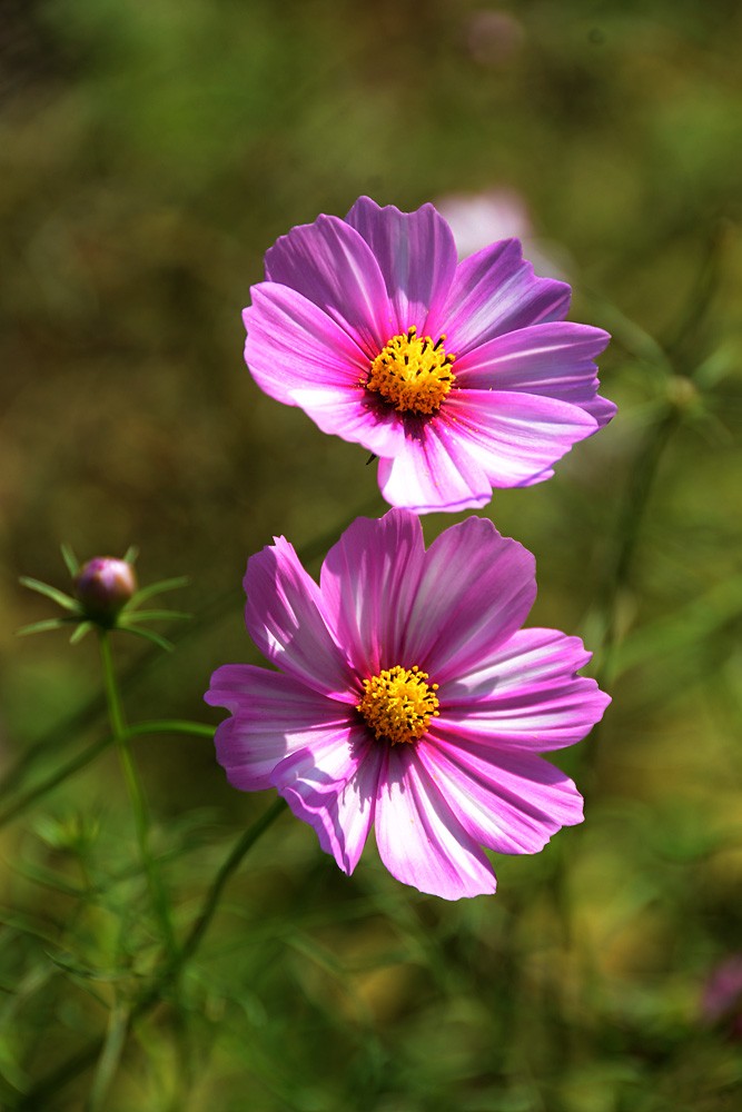 格桑花 (8).jpg