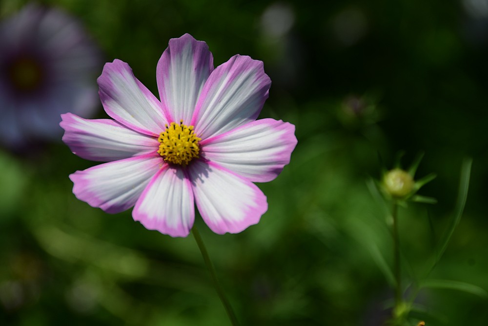 格桑花 (10).jpg