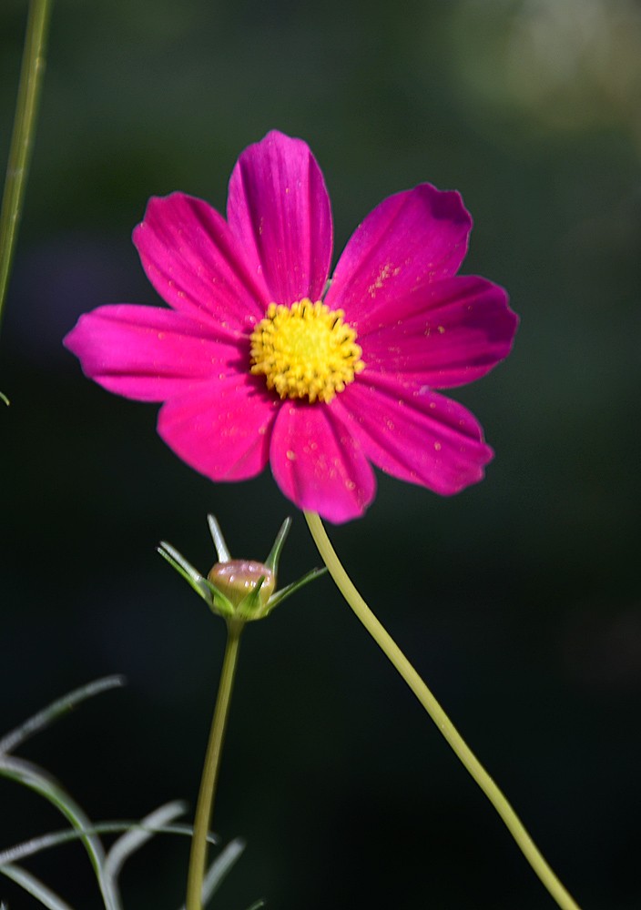 格桑花 (11).jpg