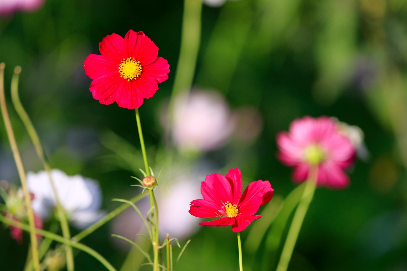 小花-6-1.jpg