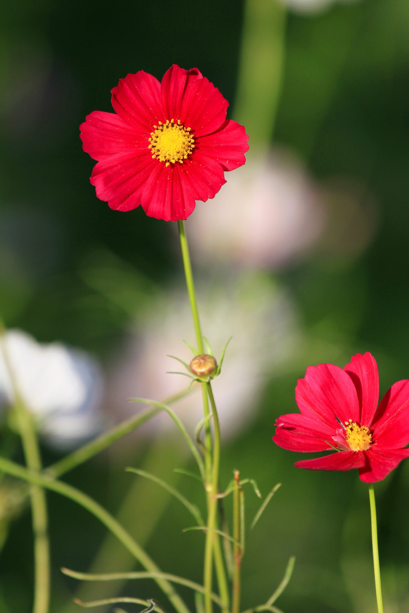 小花-5-1.jpg