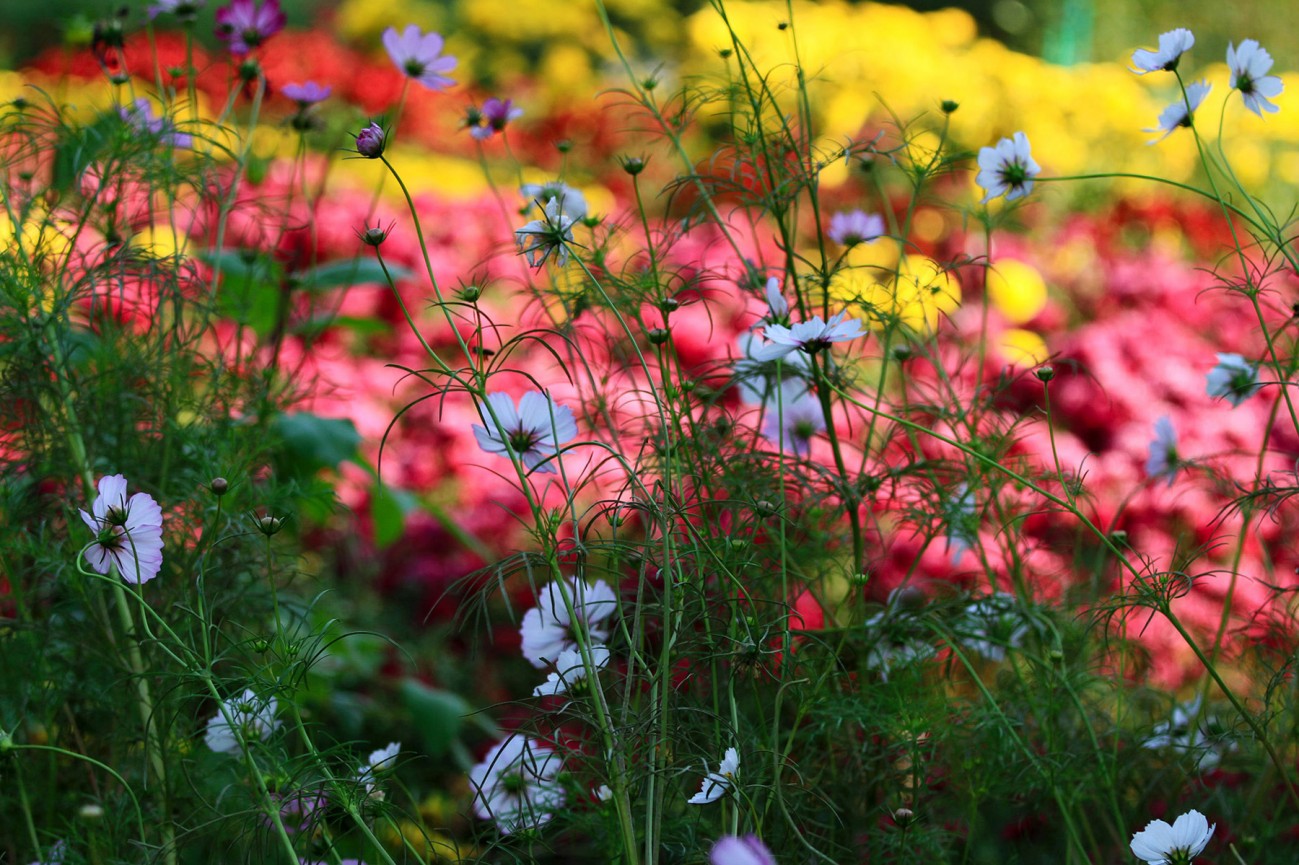 小花-7-1.jpg