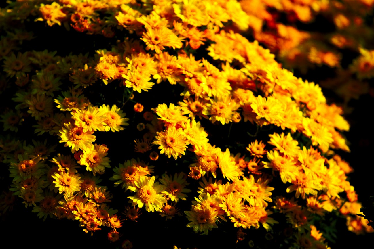 小花-14-1.jpg