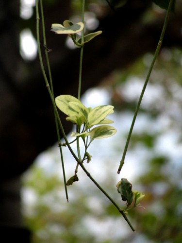 DSC05406_conew1.jpg