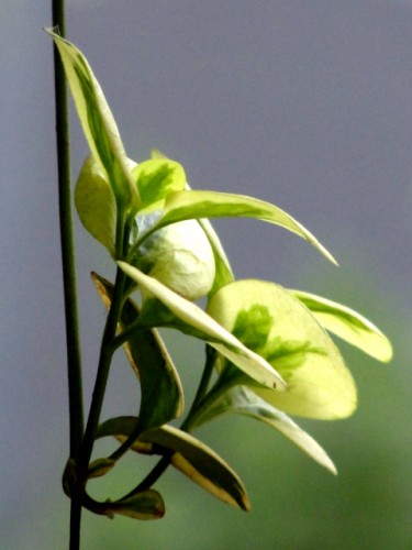 DSC05414_conew1.jpg