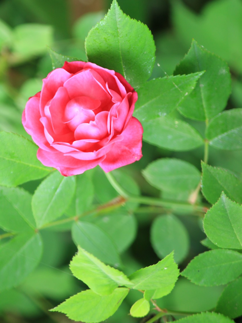 IMG_5176_副本.jpg