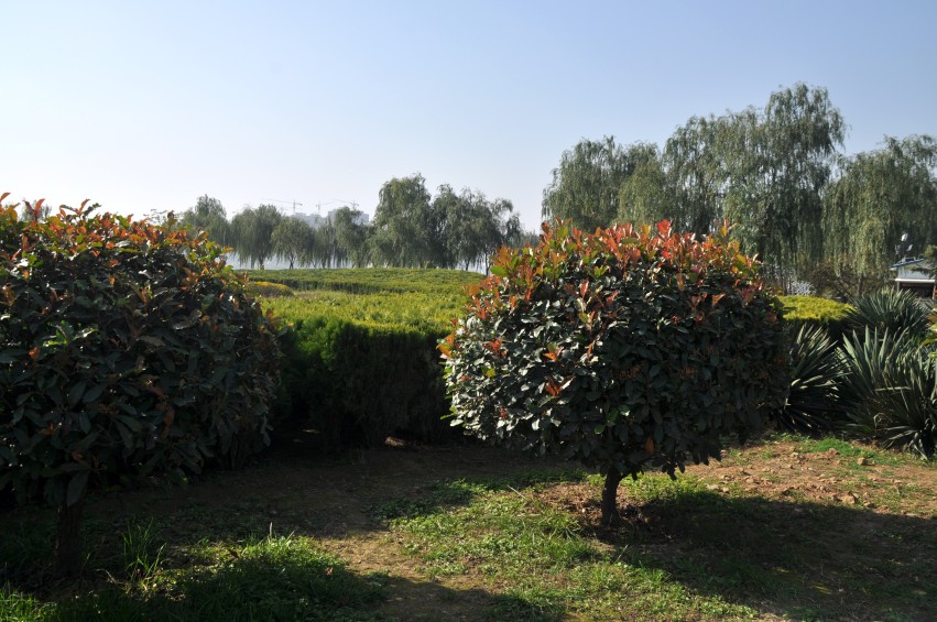 DSC_0098_conew1.jpg