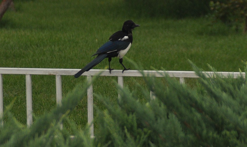 DSC_0022_conew1.jpg