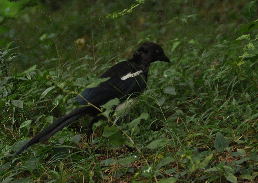 DSC_0065_conew1.jpg