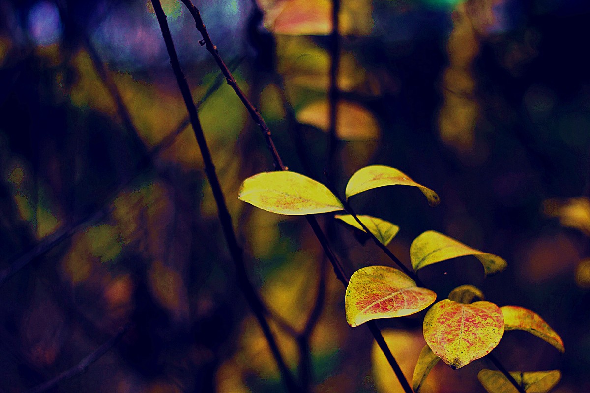 _MG_6353.jpg