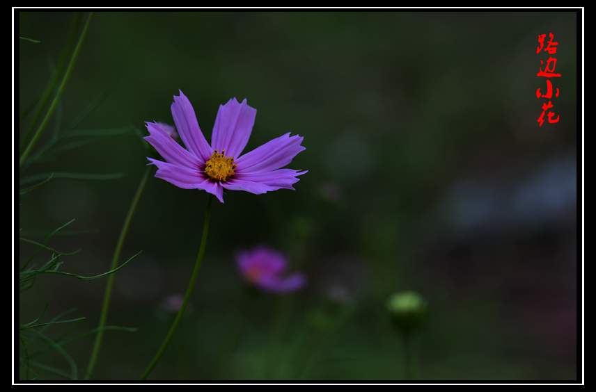 DSC_6076_副本.jpg