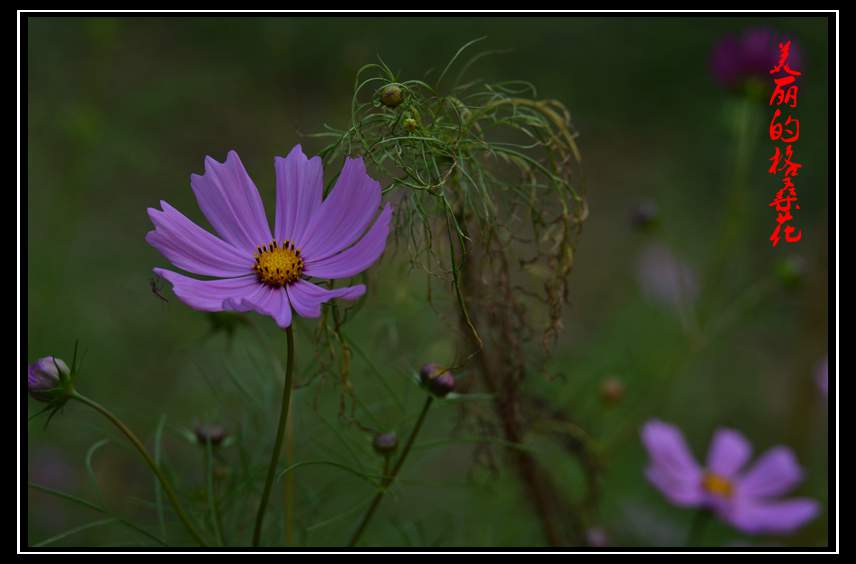 DSC_6081_副本.jpg