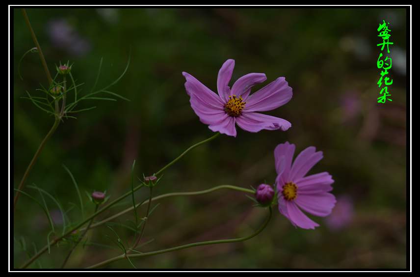 DSC_6121_副本.jpg