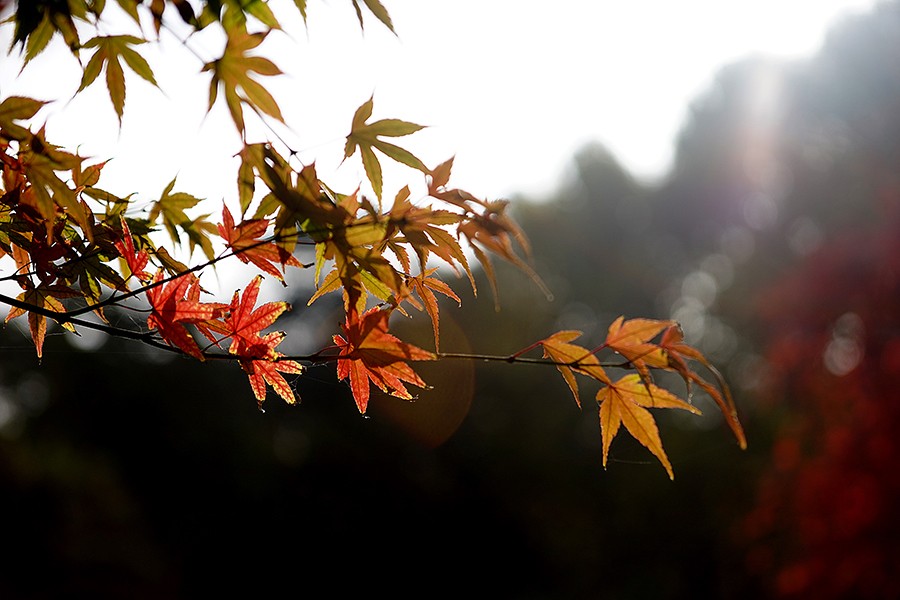 DSC00365改发.jpg