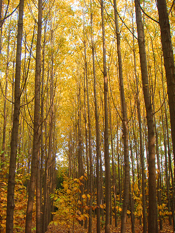 DSC06198_副本.jpg