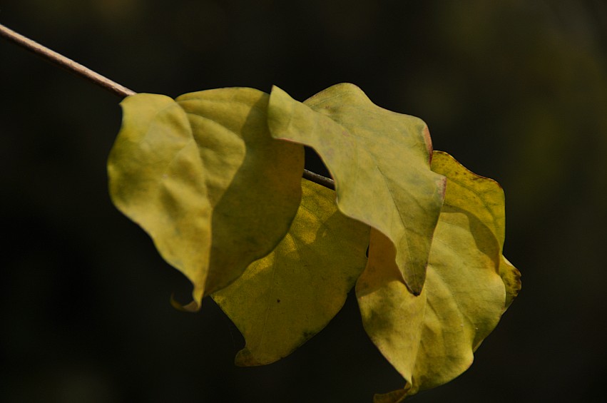 DSC_0035_conew1.jpg