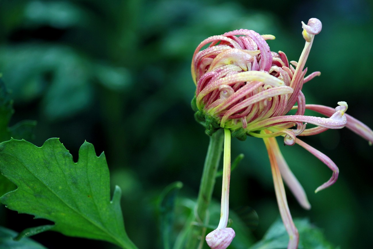 菊花-4-1.jpg