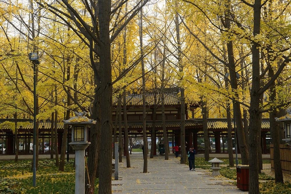 2014.11.25大雁塔5.jpg
