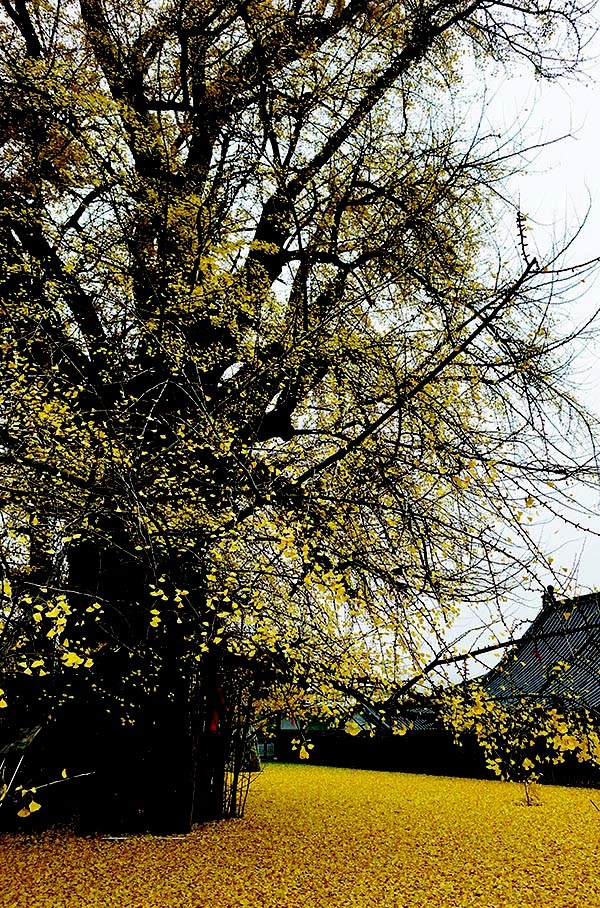 DSC00552改1压.jpg