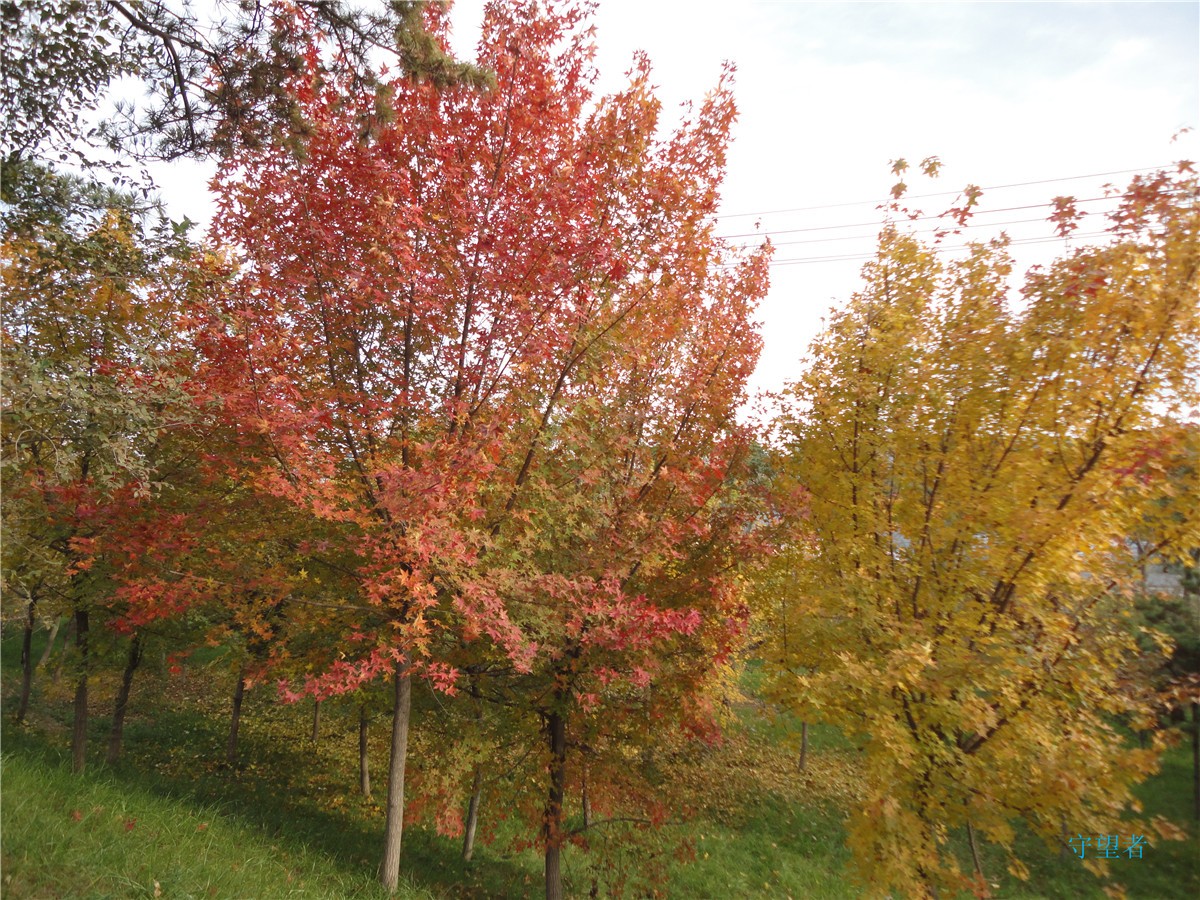 DSC09738_副本.jpg