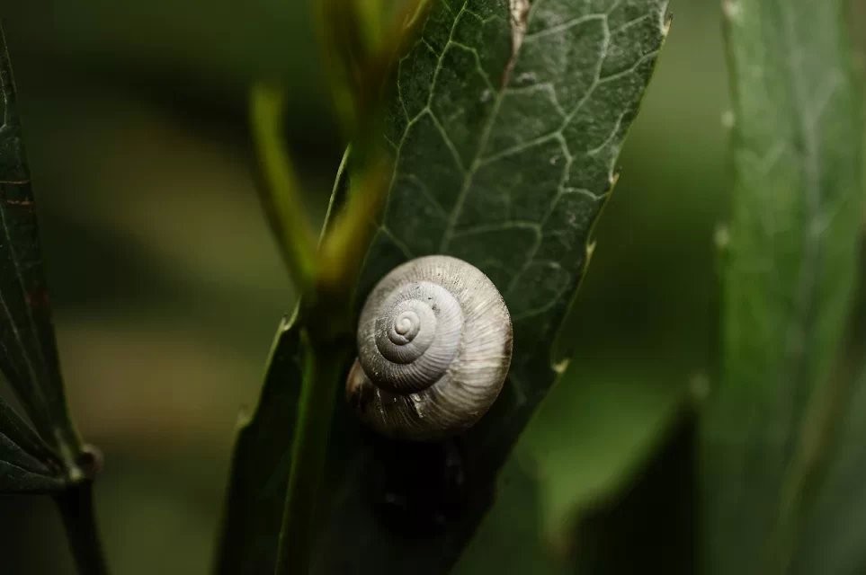 psb (49).jpg