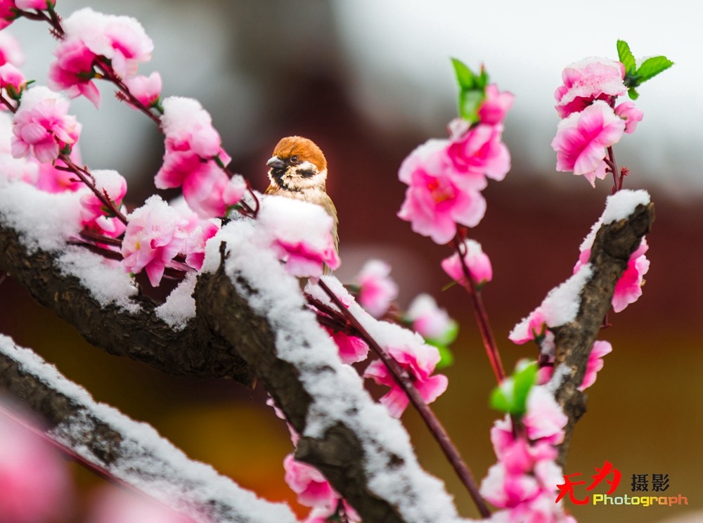 2015年西安第一场雪 (3).jpg
