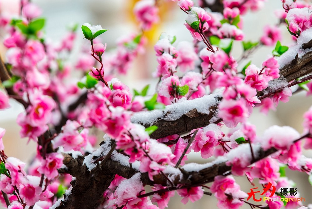 2015年西安第一场雪 (5).jpg