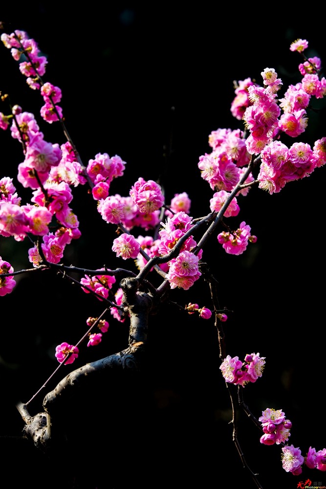 腊梅迎春 (10).jpg