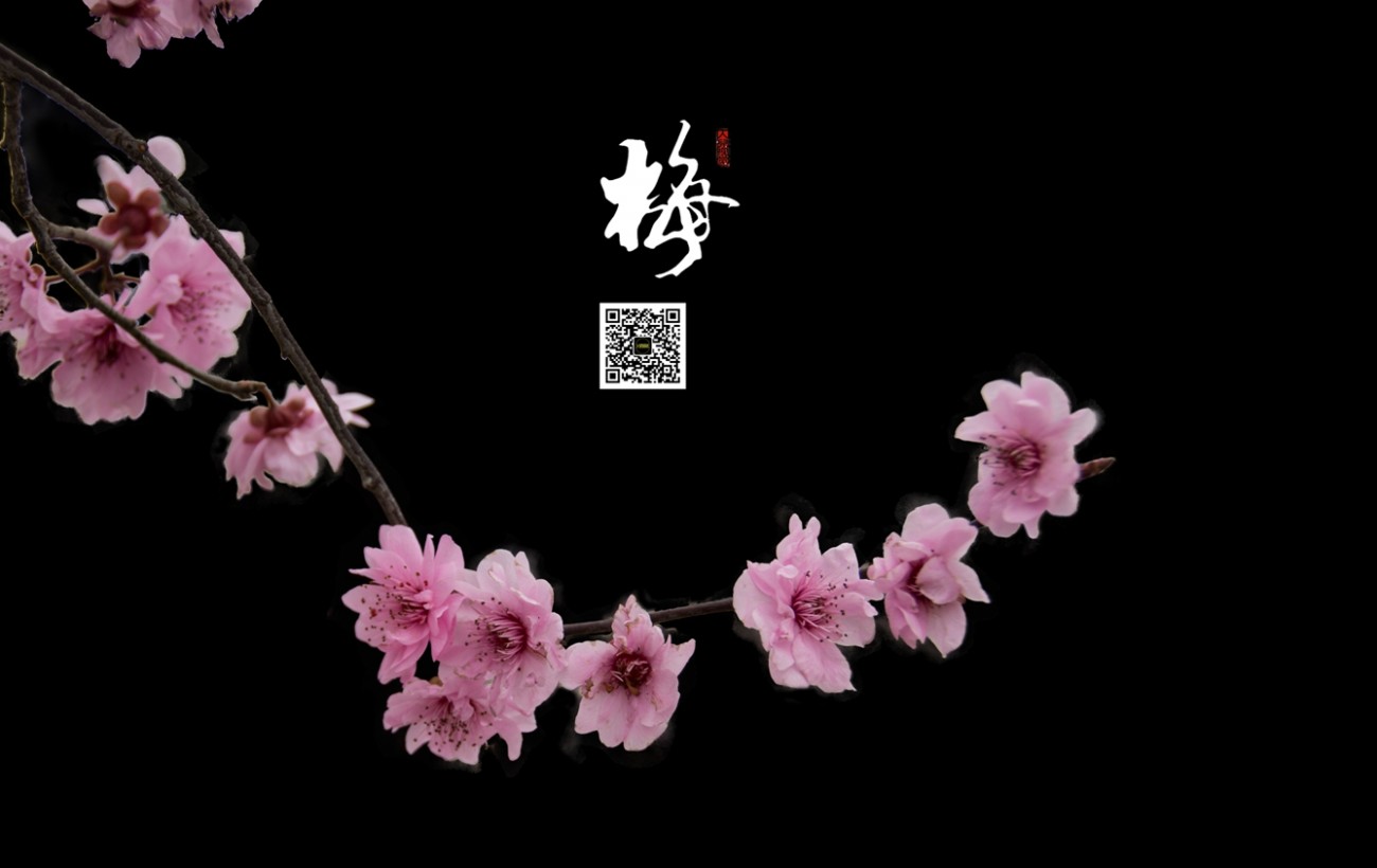 梅 (2).jpg