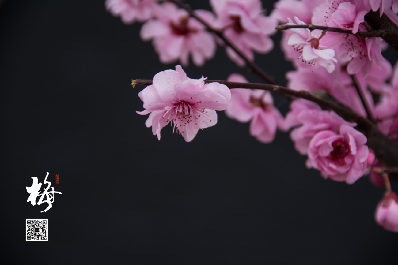梅 (12).jpg