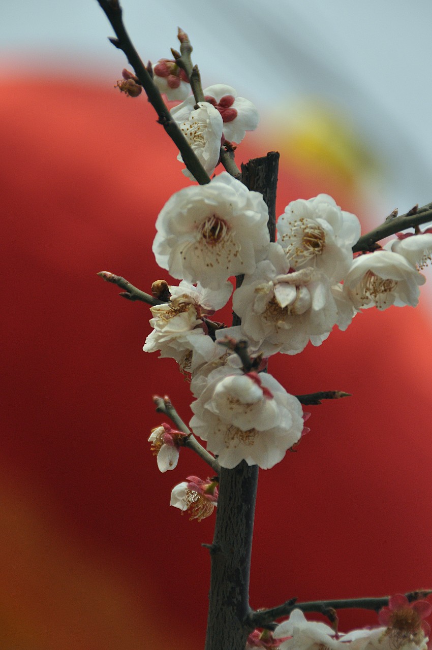 DSC_0073_conew1.jpg