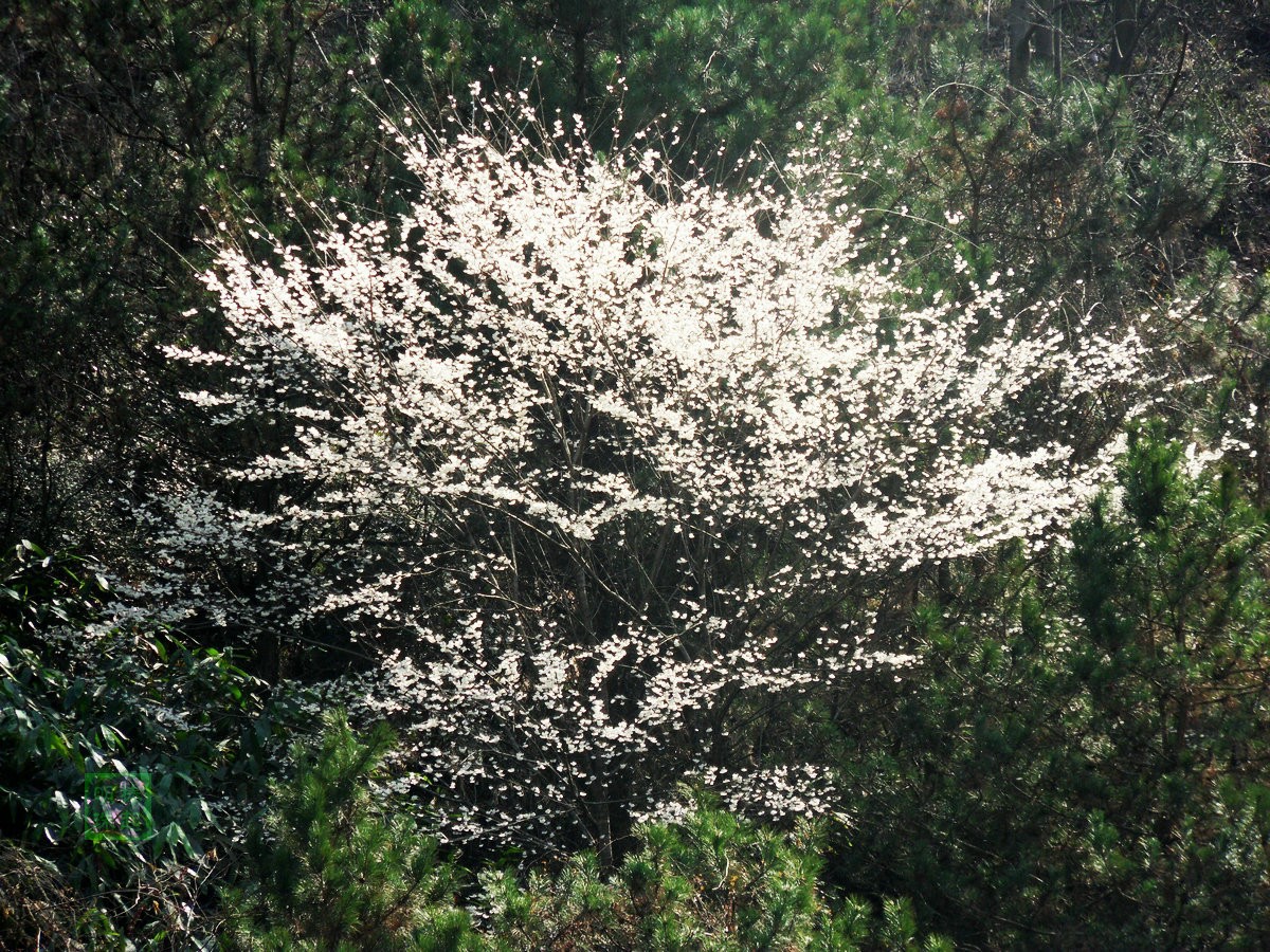 SDC12966.JPG