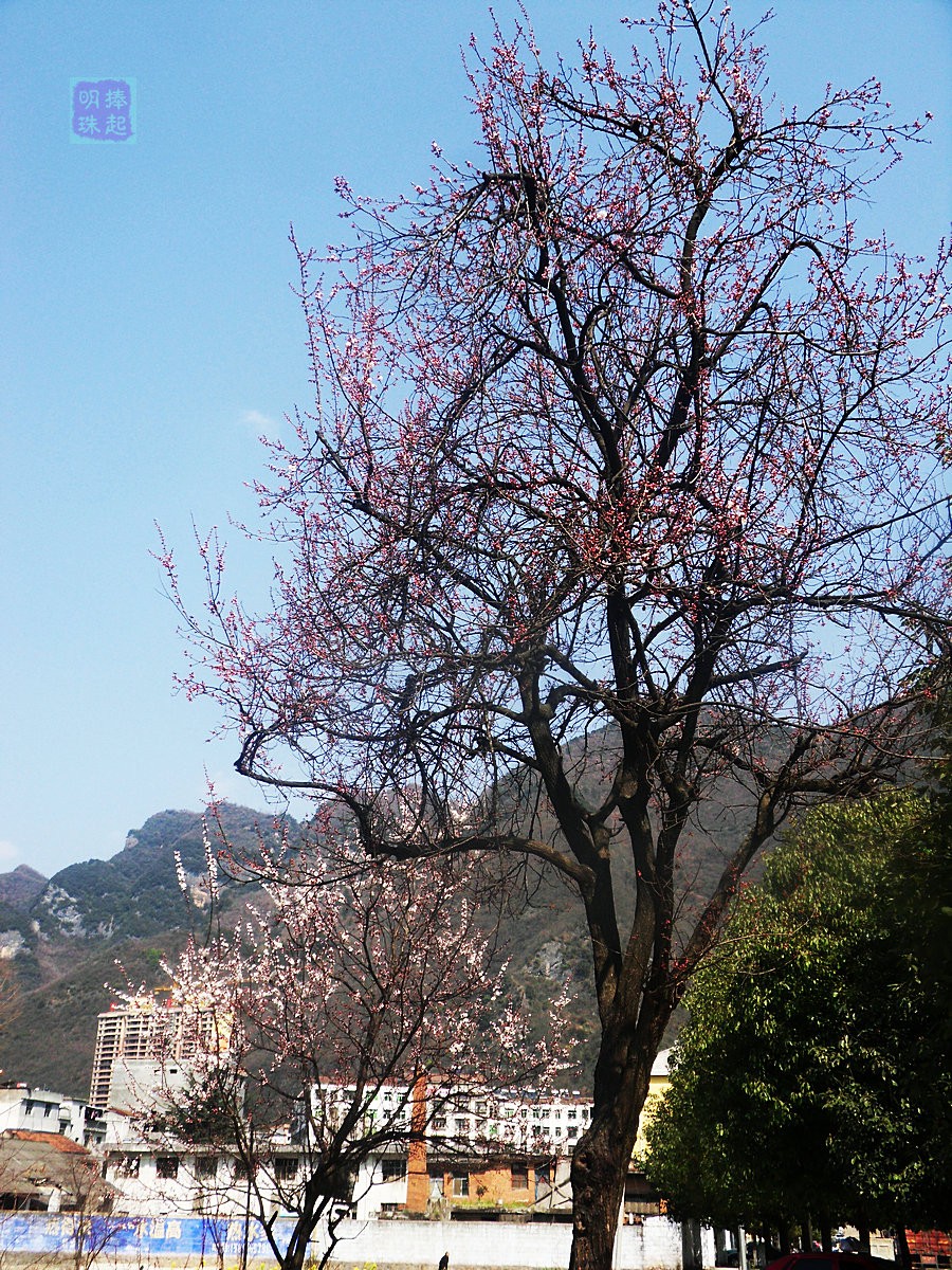SDC12961_副本.JPG