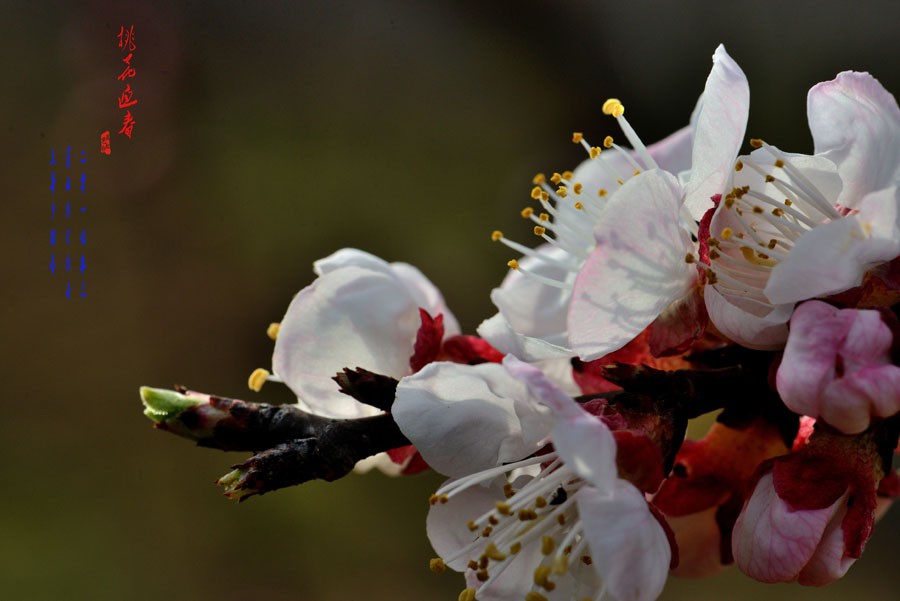 DSC_1310-1.jpg