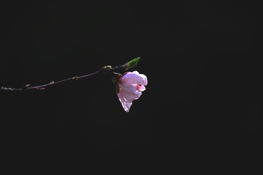 _0171.jpg