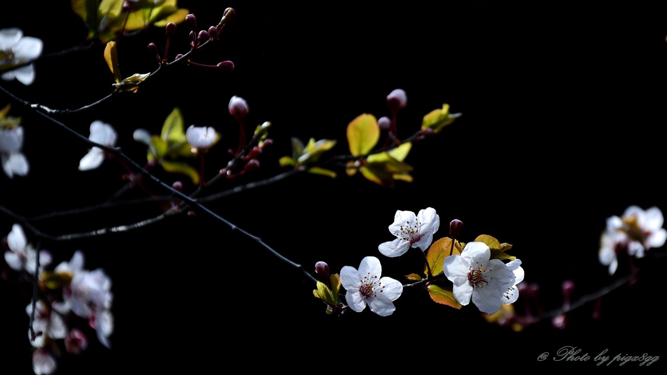 春05.jpg