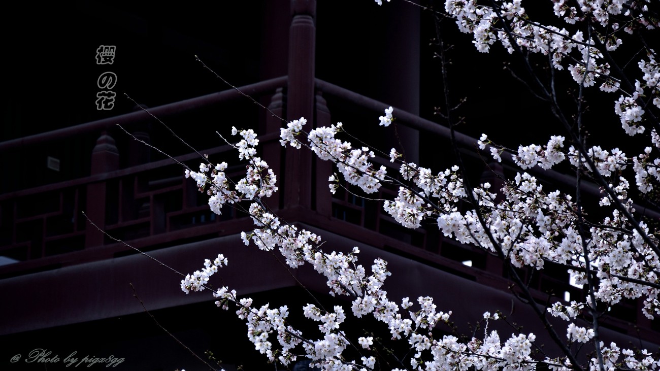 春10.jpg