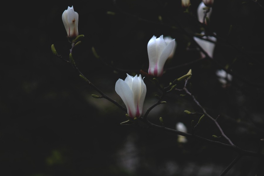_0180.jpg