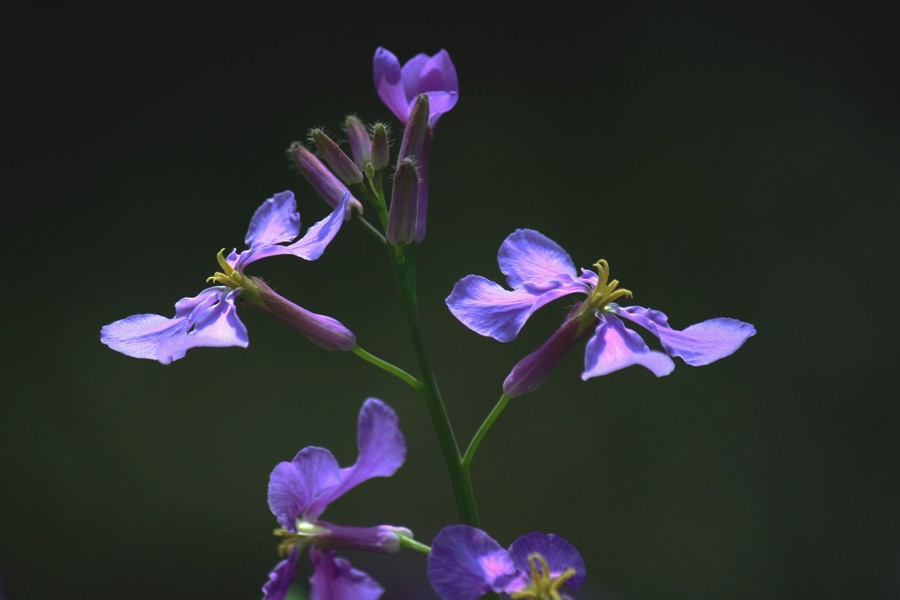 G_0116.jpg