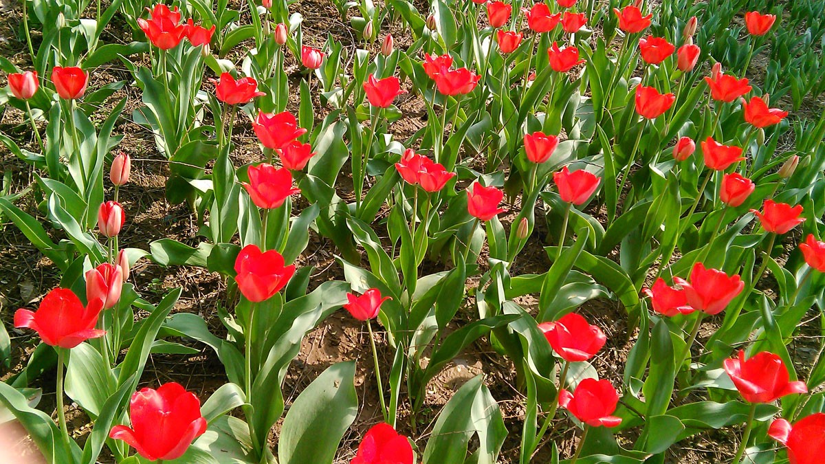 IMG_20150329_153552_BURST007副本.jpg