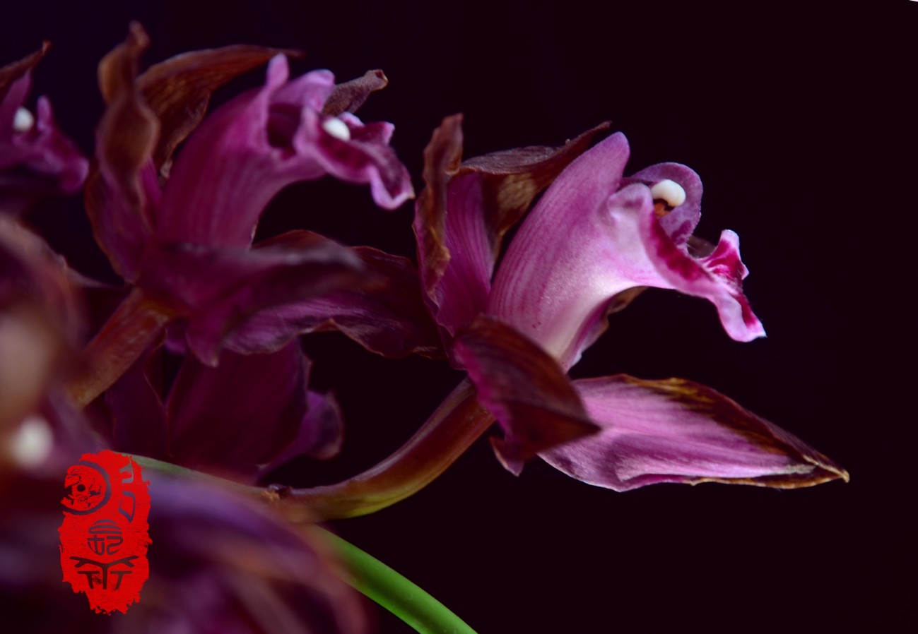DSC_1498.jpg副上2300.jpg