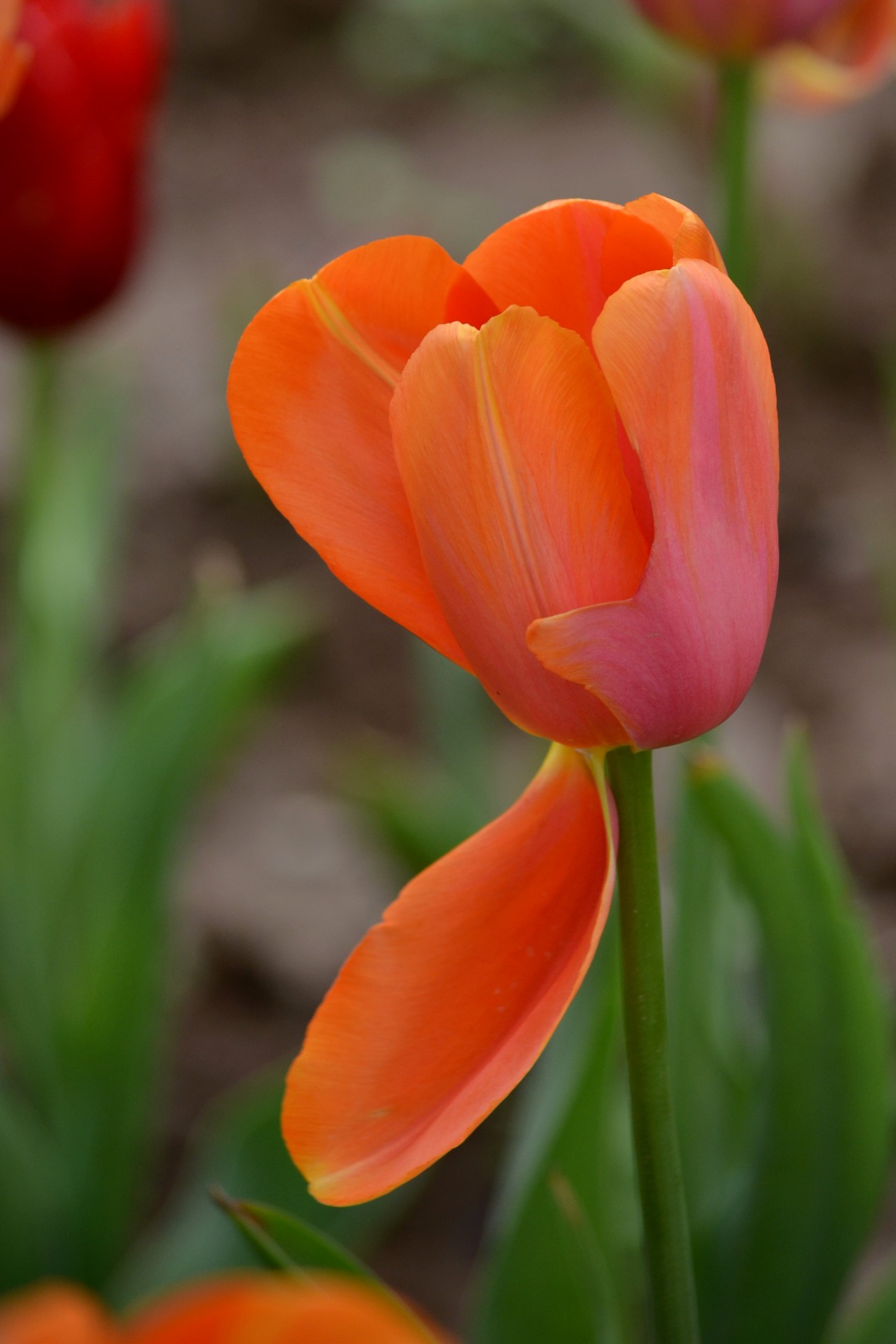 DSC_0046_副本.jpg
