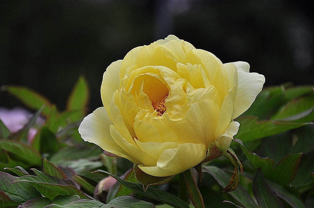 DSC_0076.jpg