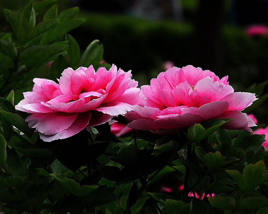 DSC_0509.jpg