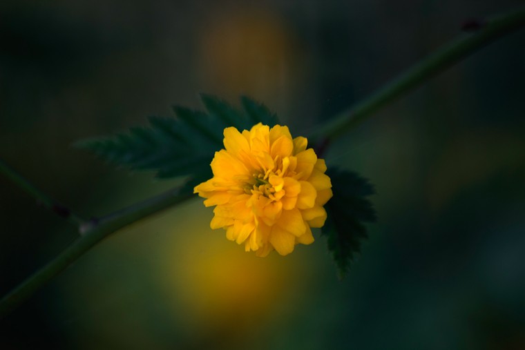 _MG_6664.jpg