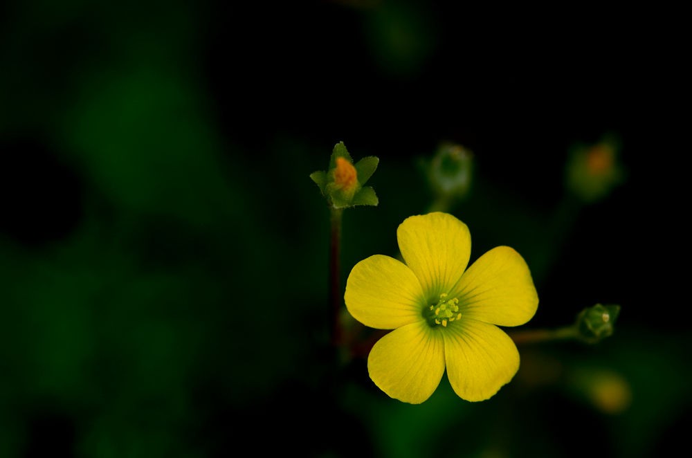 DSC_7456.JPG