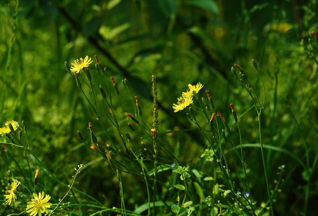 _MG_2570.JPG