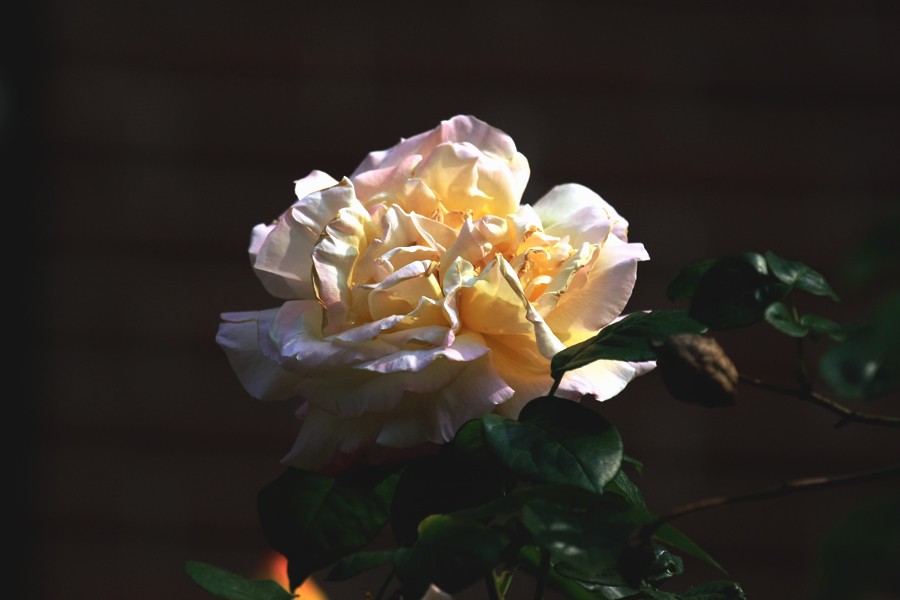 _0063.jpg
