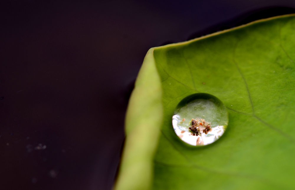 水珠里的昆虫