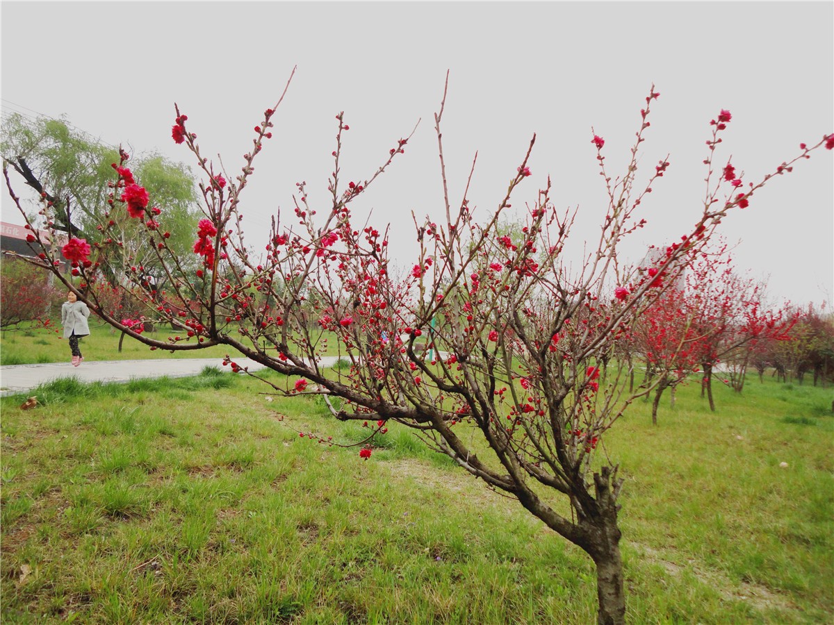 DSC00427_副本1.jpg